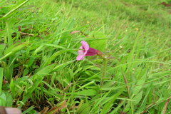 Centranthera indica